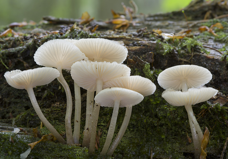 Mycena laevigata